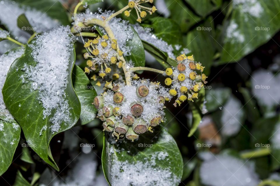 Lilac leaves under the snow.