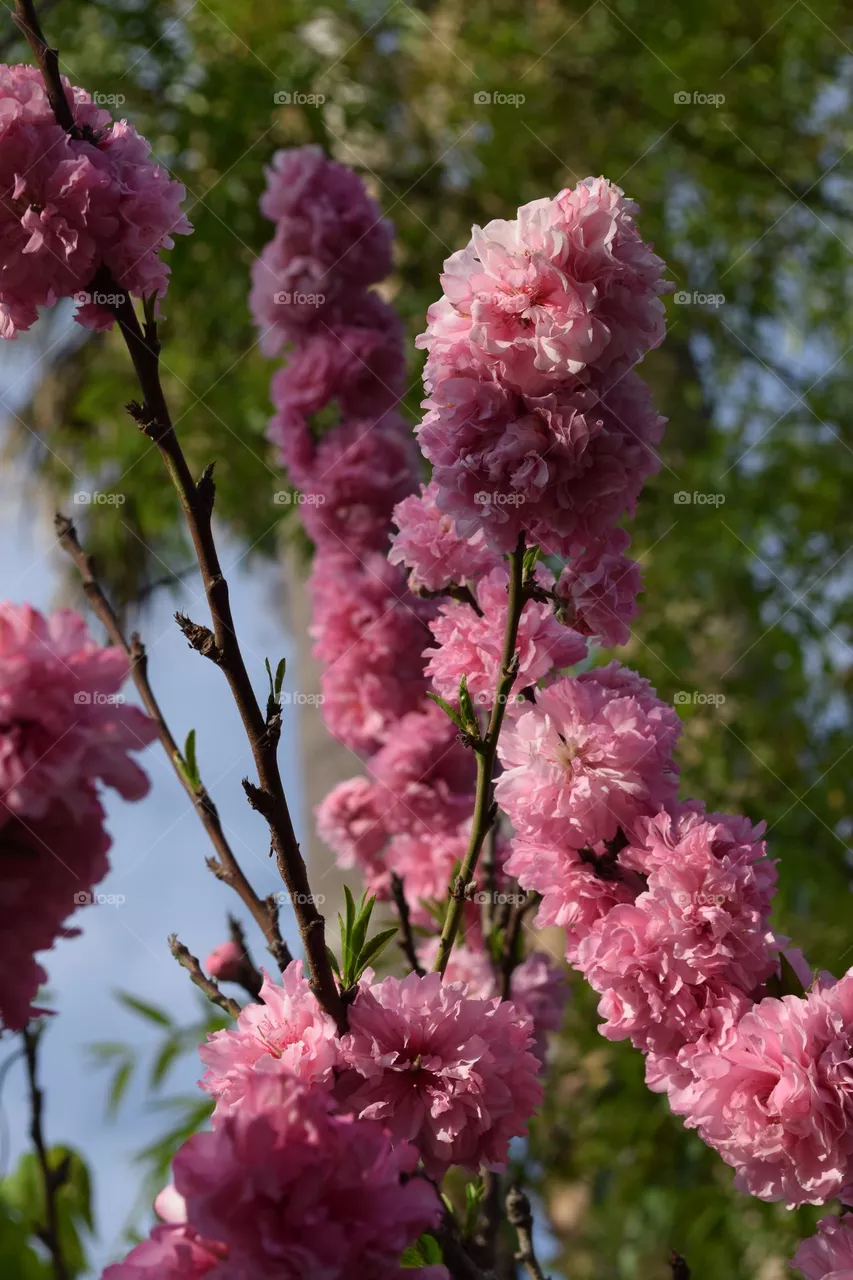Golden Jubilee, pink Puffs