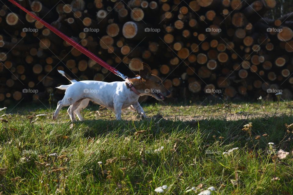 two dogs walking outdoor funny portraits