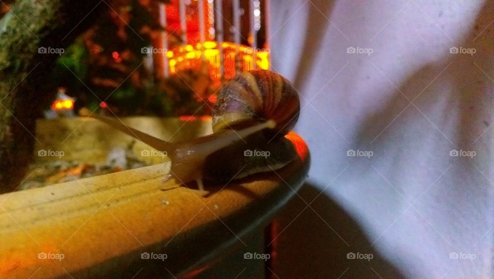 snail