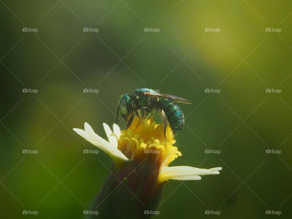 Augochloropsis is a genus of brilliant metallic, often blue-green, sweat bees in the family Halictidae.