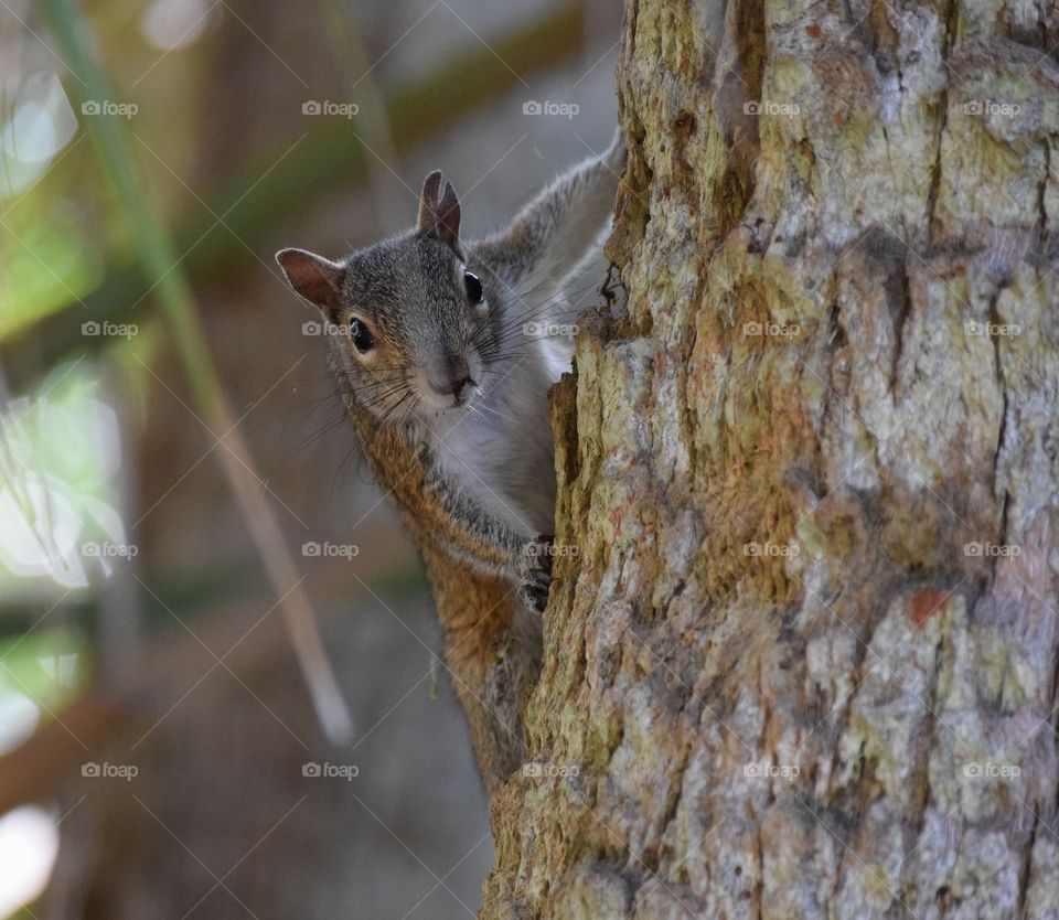 Caught this squirrel going up the tree