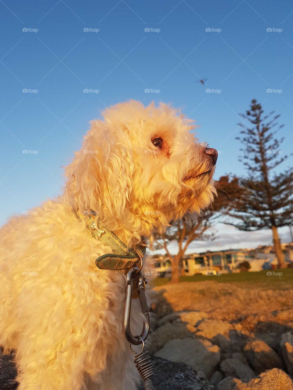 The beautiful sunset changes the color of our usually white dog to a golden color.