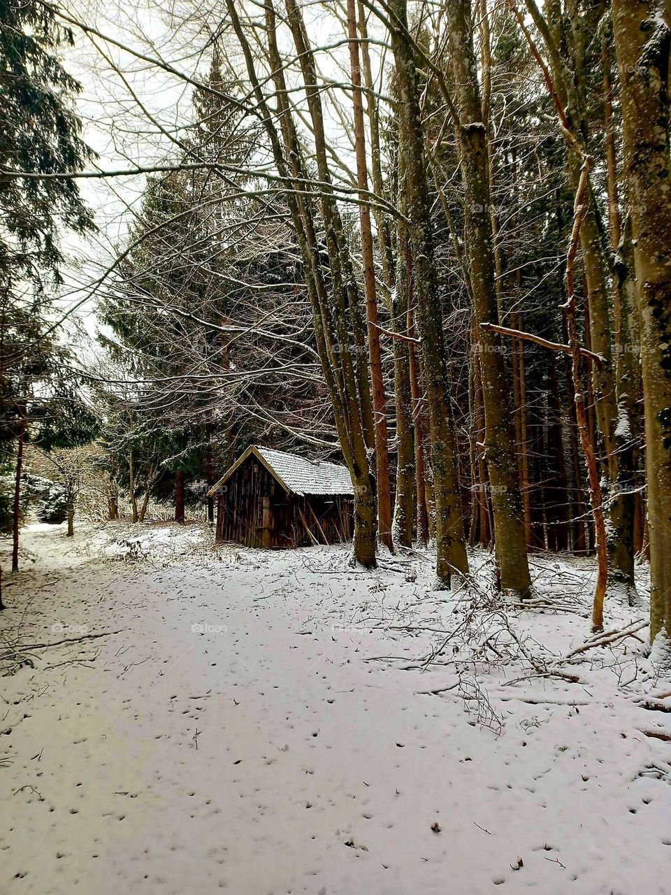 Cabin in the Snowy Woods