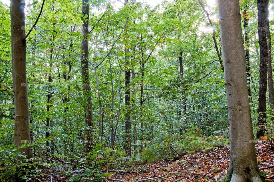 sun rays in the forest