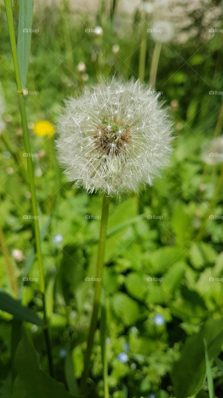 grasshopper hiding in dandelion