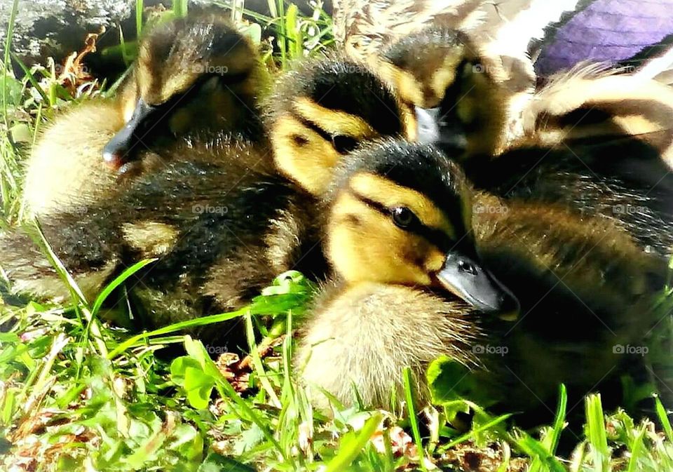 Ducklings in the grass