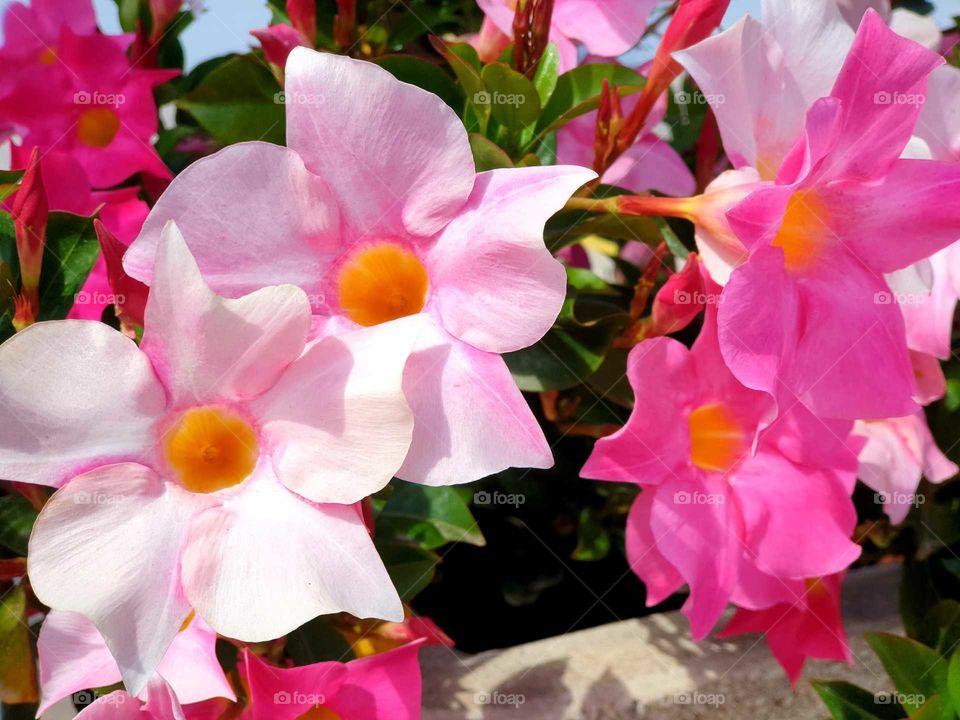 Flowers#blossom#nature#colors#plants#flowerspots