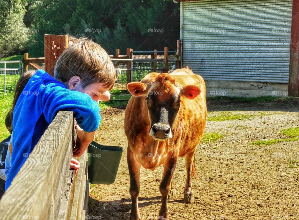 A Visit To The Farm. Child With A Baby Cow
