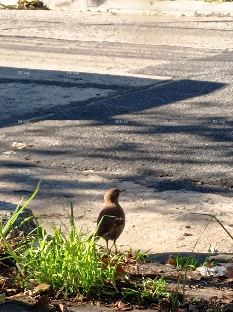 bird at the curb / pajarito en el cordón