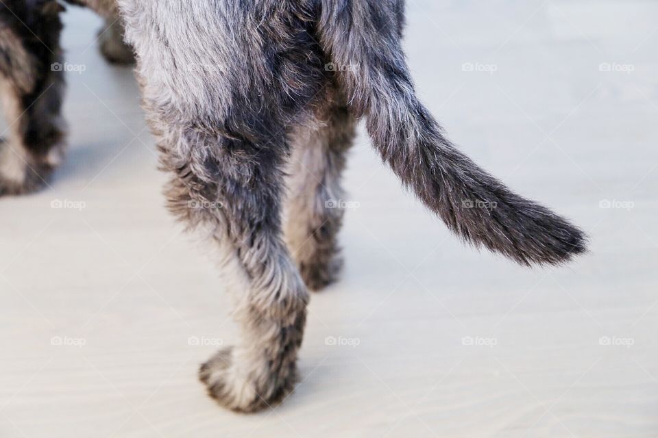 Dog legs and dig tail in focus