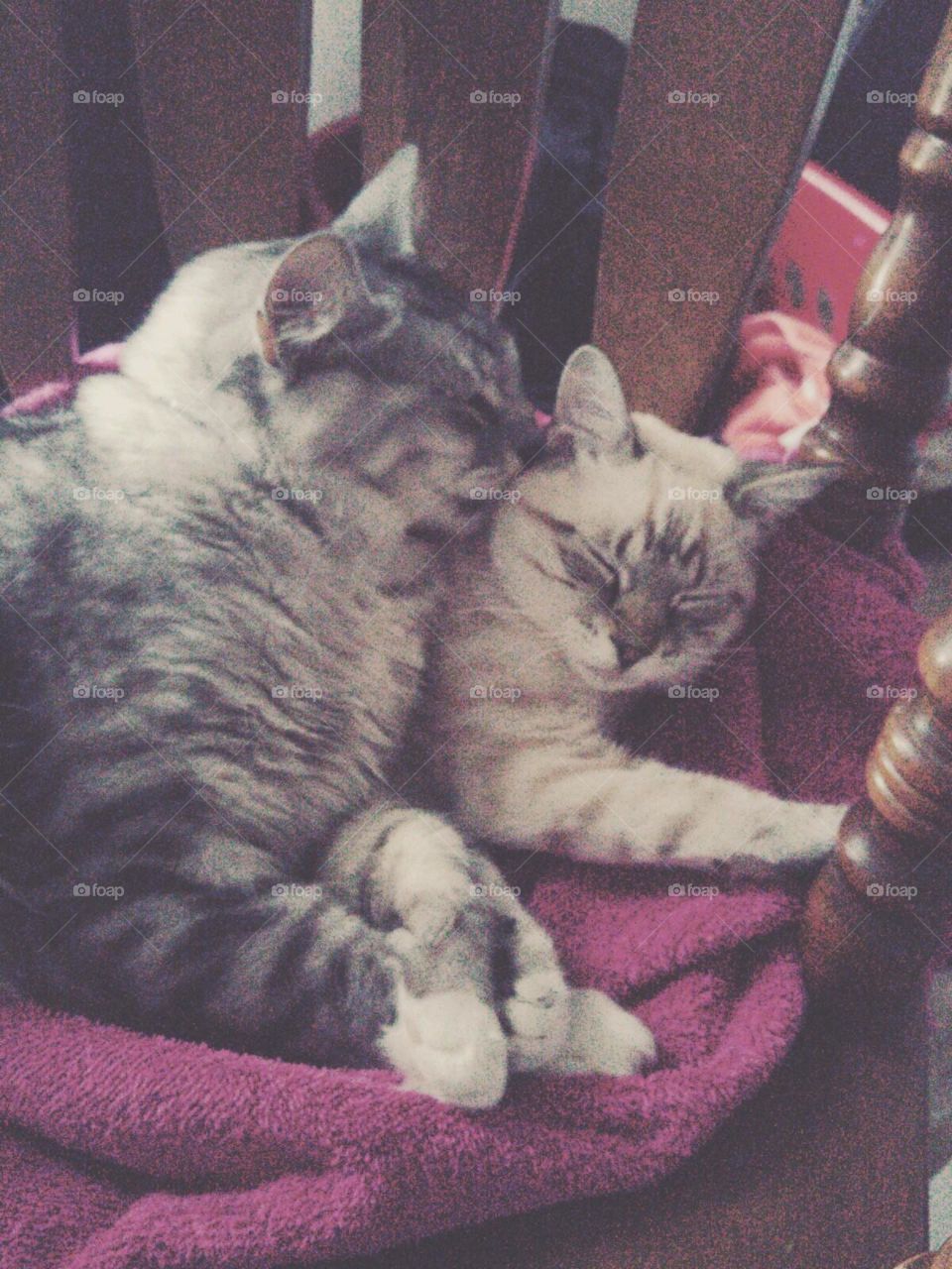 Kitty Love