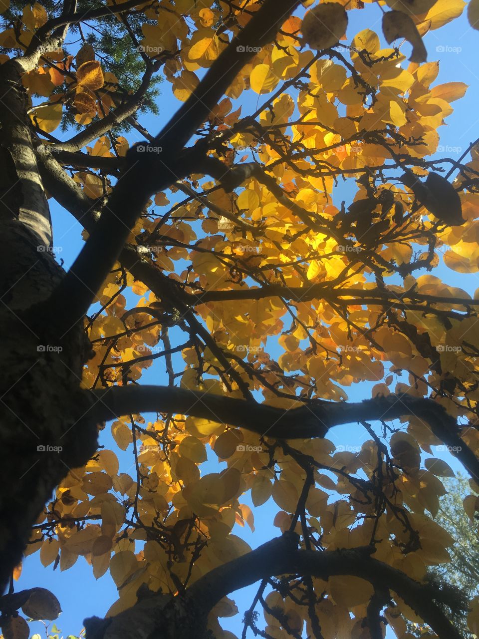 Fall, Tree, Leaf, Branch, Season