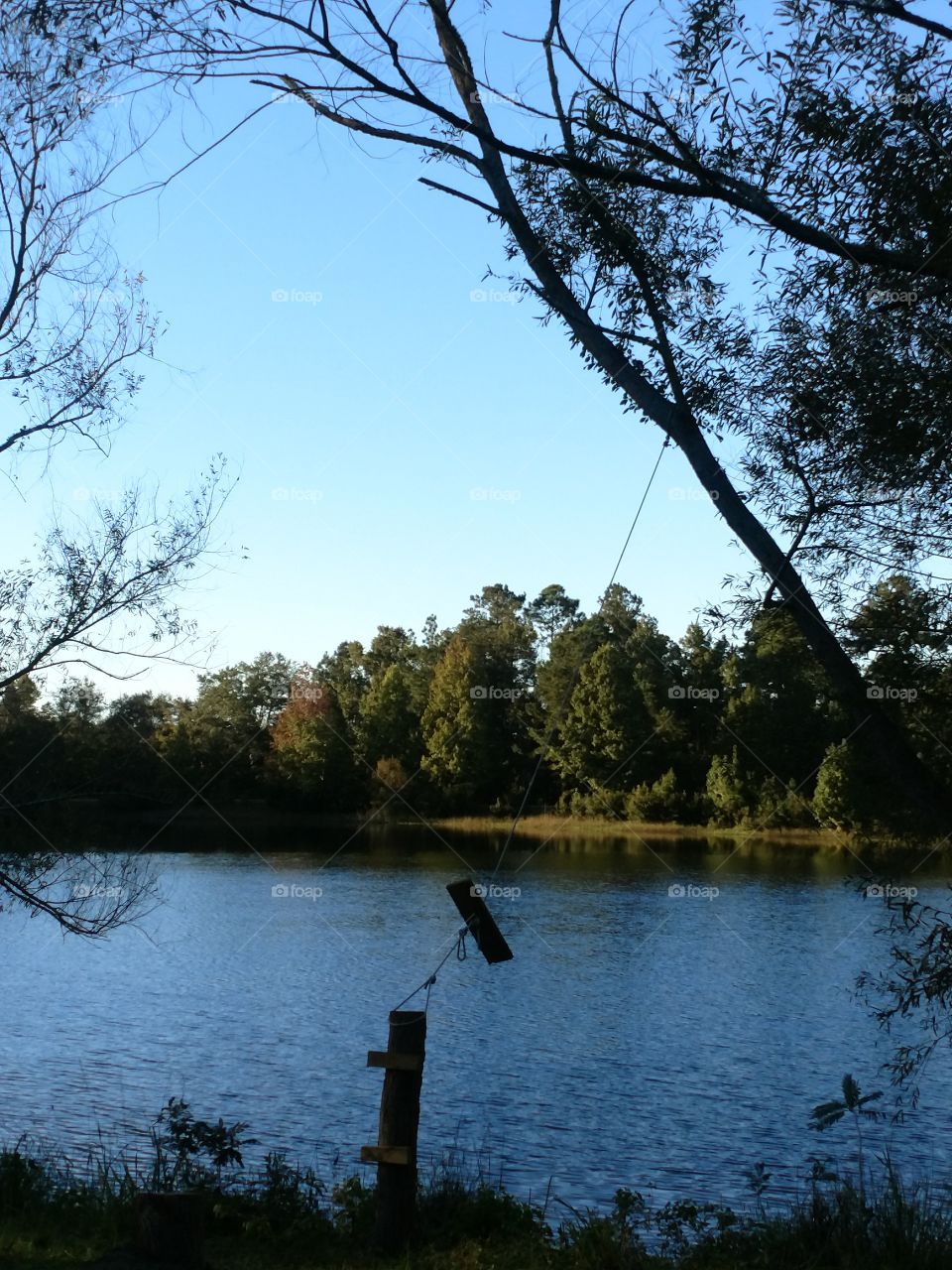 rope swing, lake, blue water, fun, sky, tree