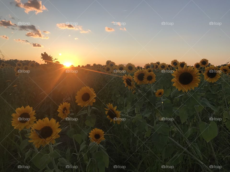 Sunset behind sunflowers.