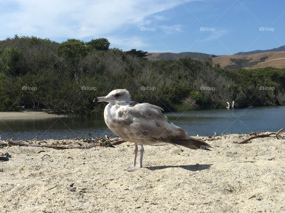 Seagull Profile. Taken in Big Sur