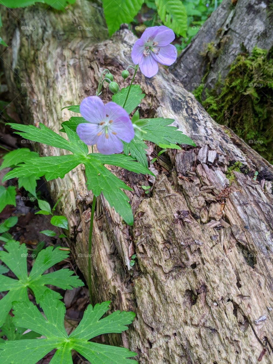purple flower growing by a log on the ground