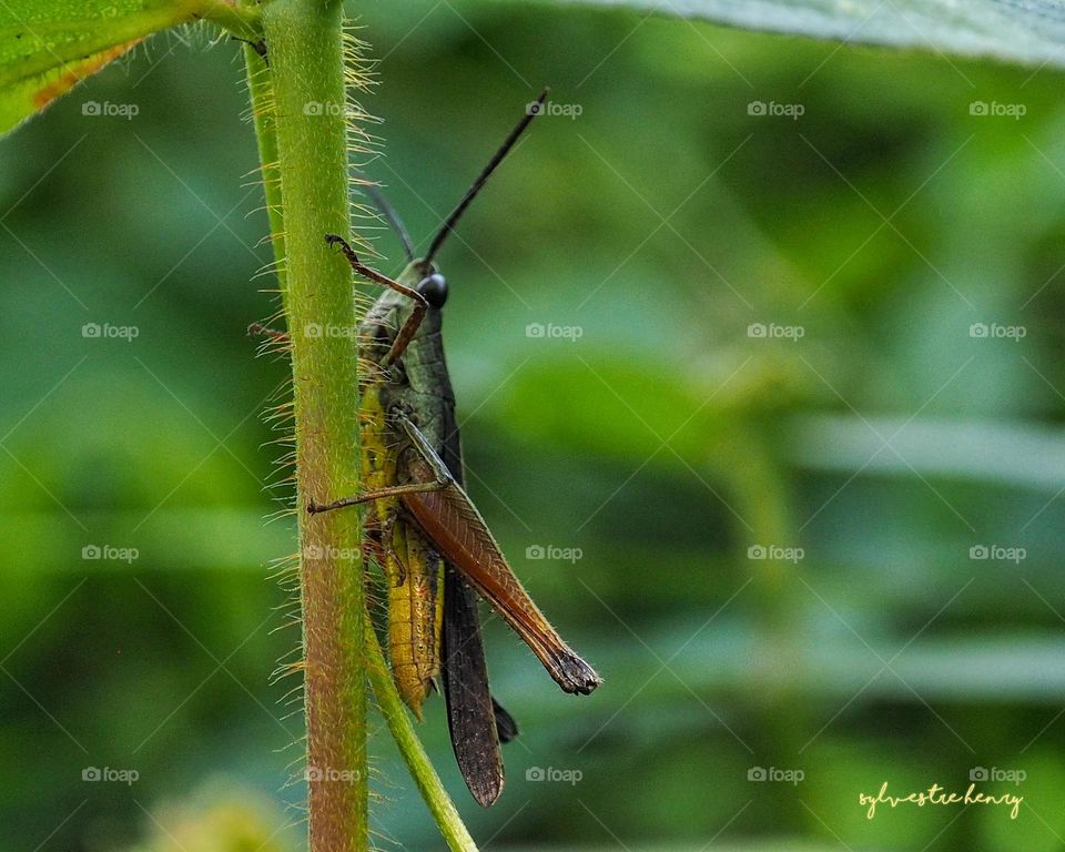 grasshopper clinging to grass