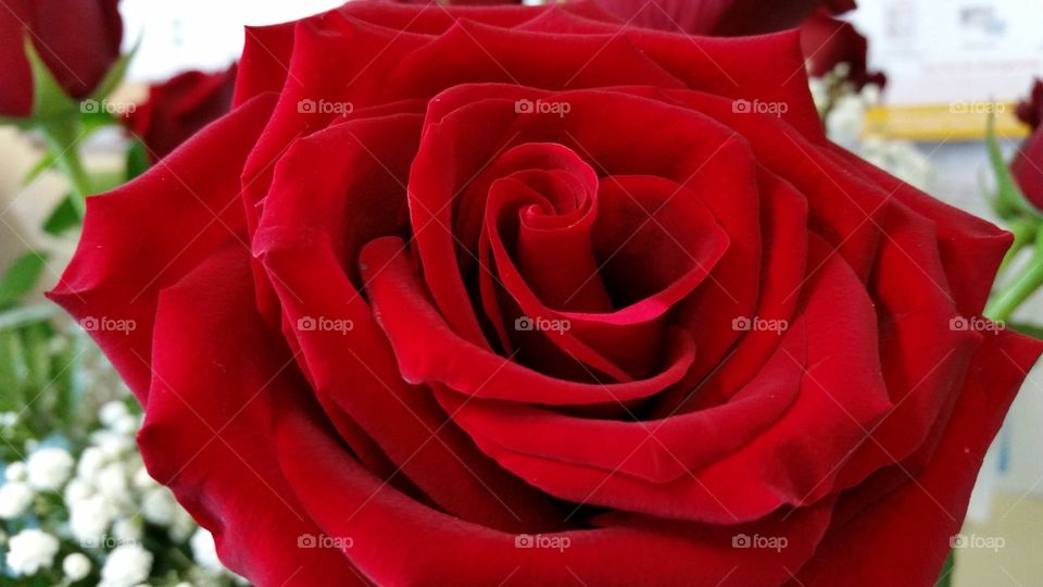 Romantic  Rose. red roses