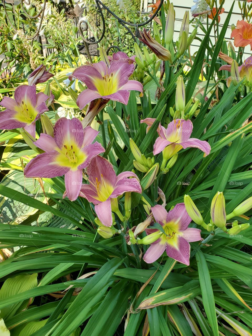 lillies