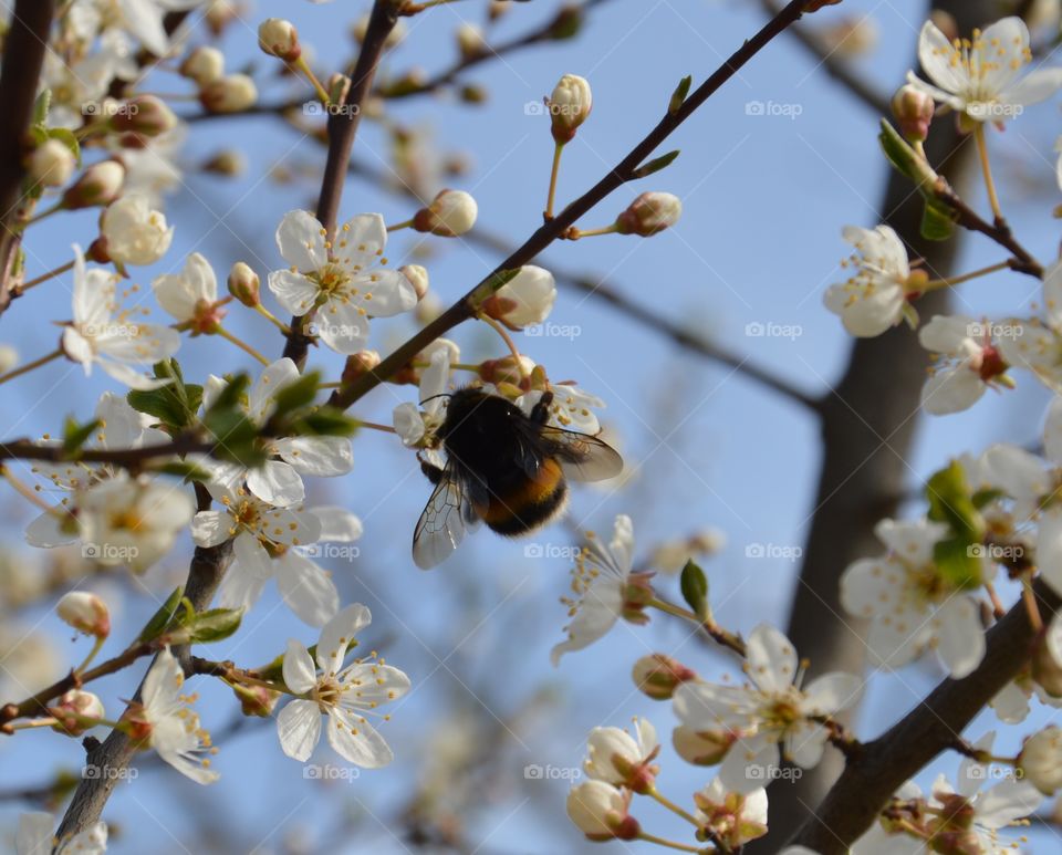 bumblebee close lookup