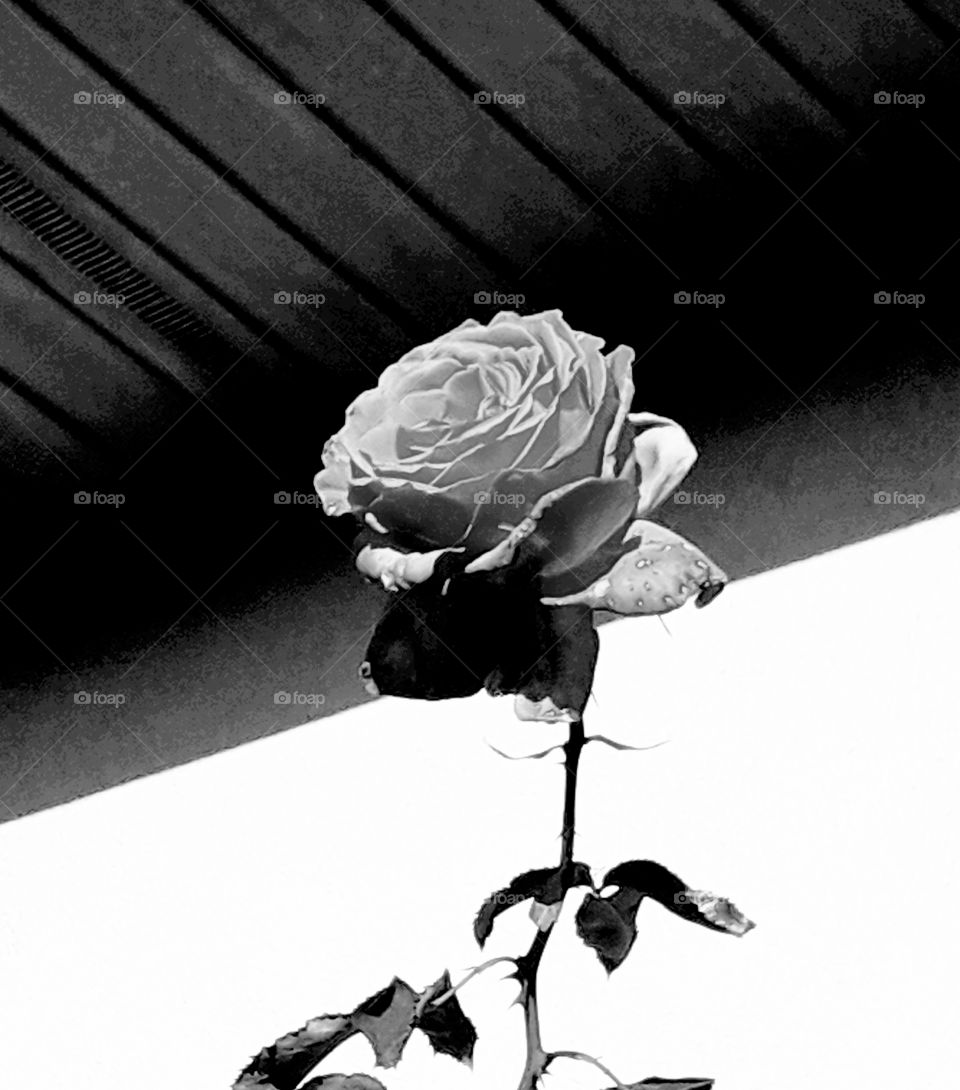 rose in full bloom against white wall and black soffit roof