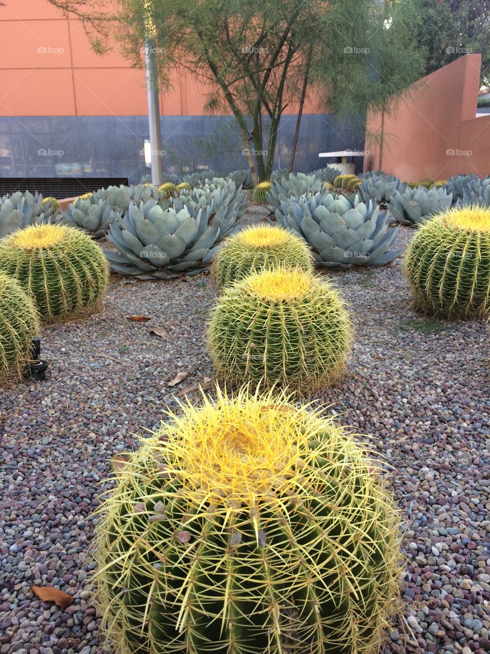 Cacti 