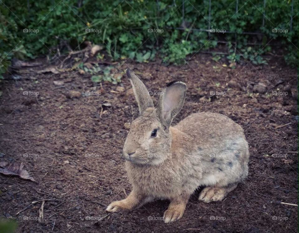 Rabbit#animals#nature#cute