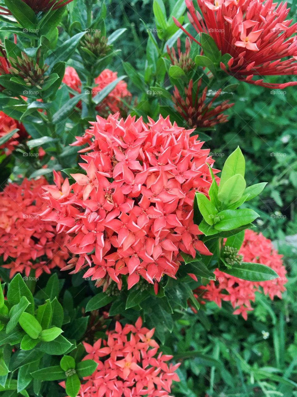Red ixora flower in nature garden