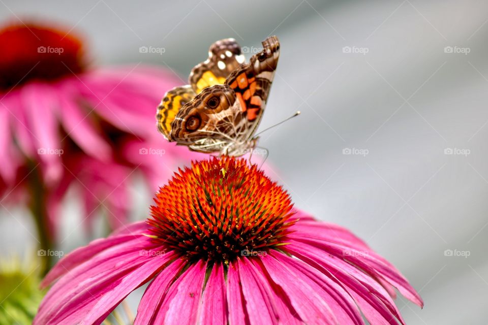 Butterfly in the garden 