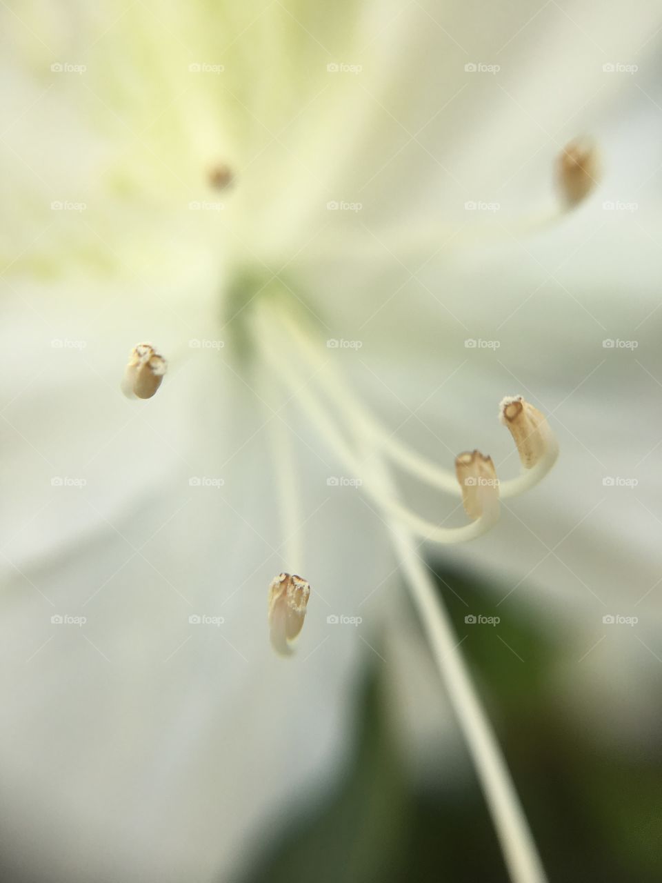 White azalea closeup