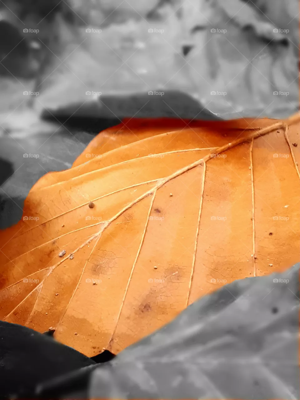 leaf