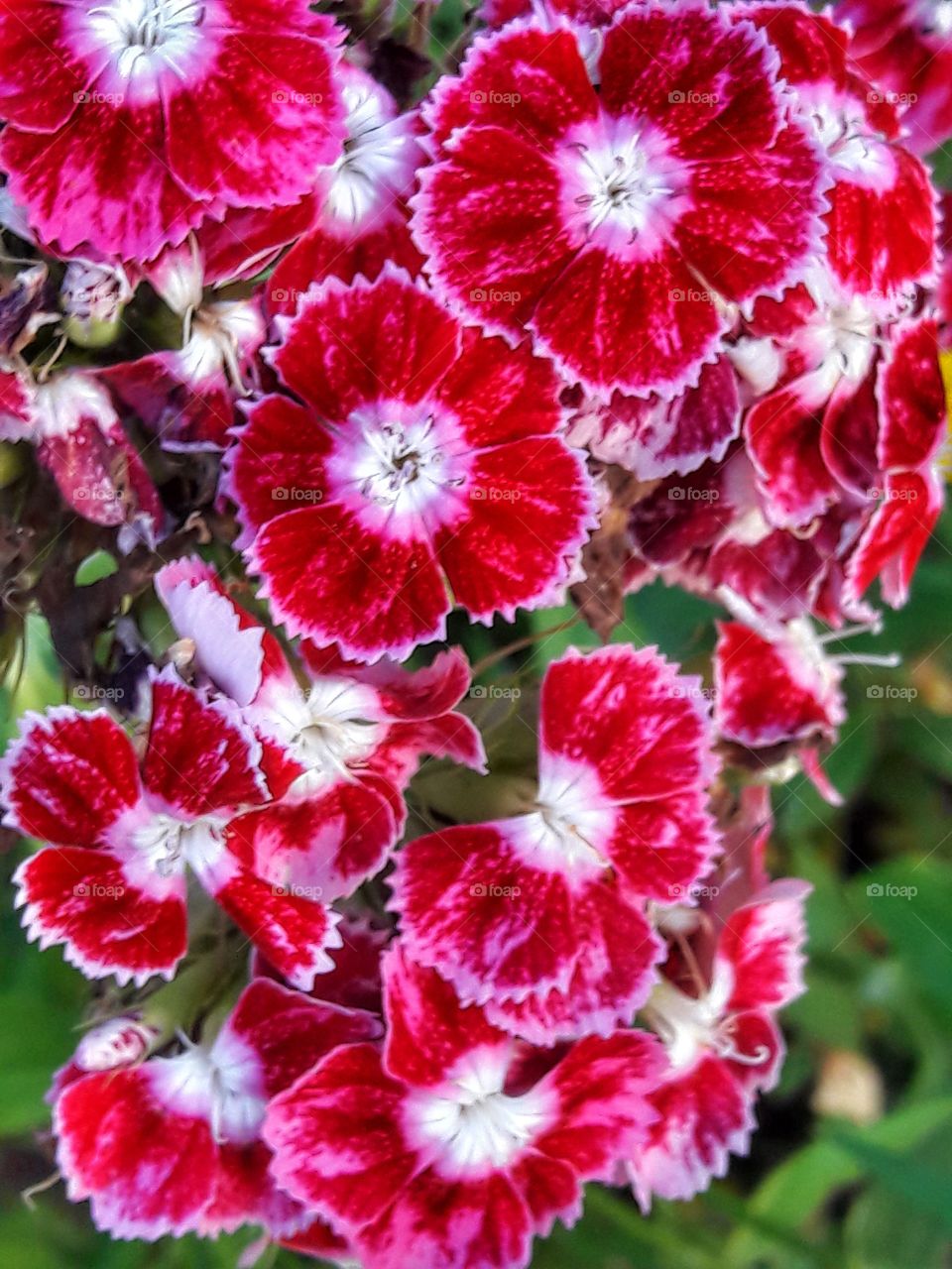 nature flower botany summer spring greens wild clouds sky