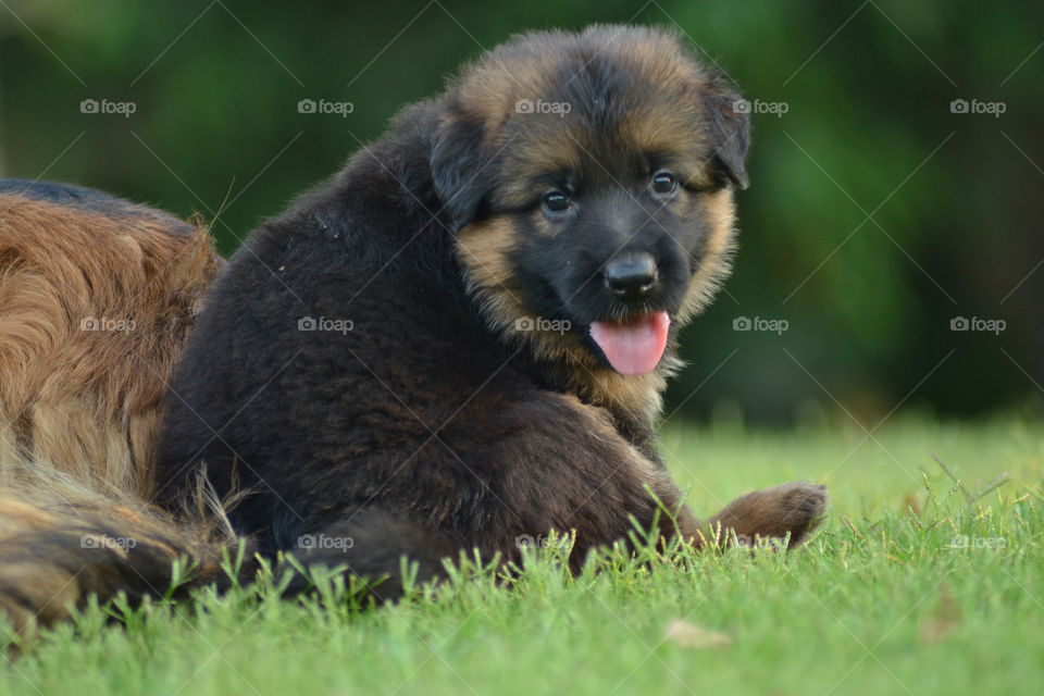 german shepherd puppy