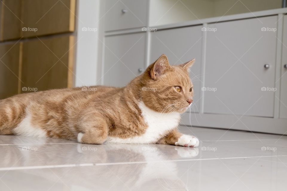 Ginger cat feeling comfortable at home 