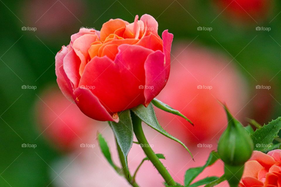 Pink rose