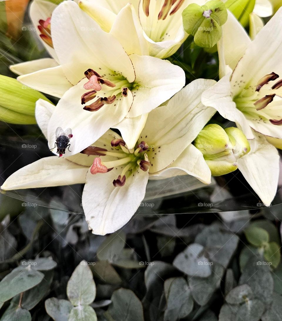 A fly on a leaf of a wonderful white lily