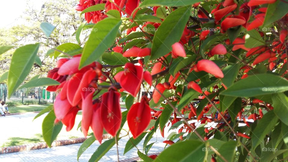 Cebo national flower of Argentine