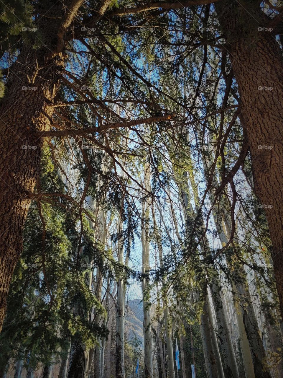 bosque cerca de la montaña