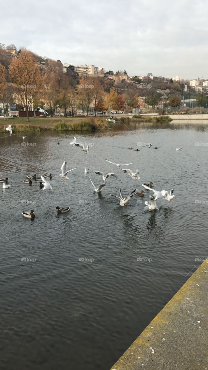 Bird in lake France 