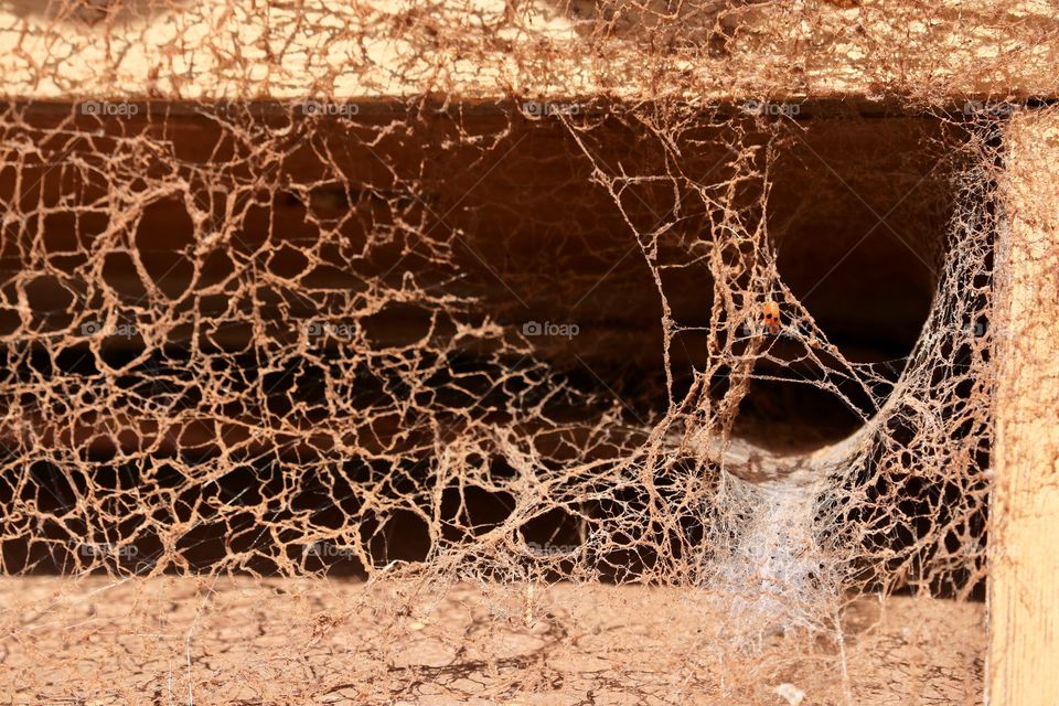 Funnel like Cobwebs on old outdoor exterior building