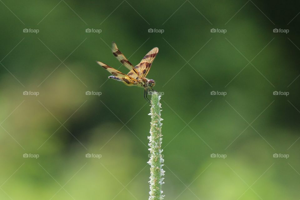 Yellow and brown dragonfly perched on a stalk of grass watching us!