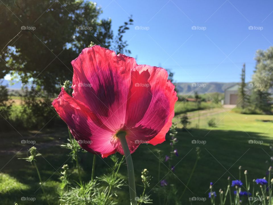 Giant Pink Poppy. Backlit giant pink and lavender poppy in full bloom with mountains in background