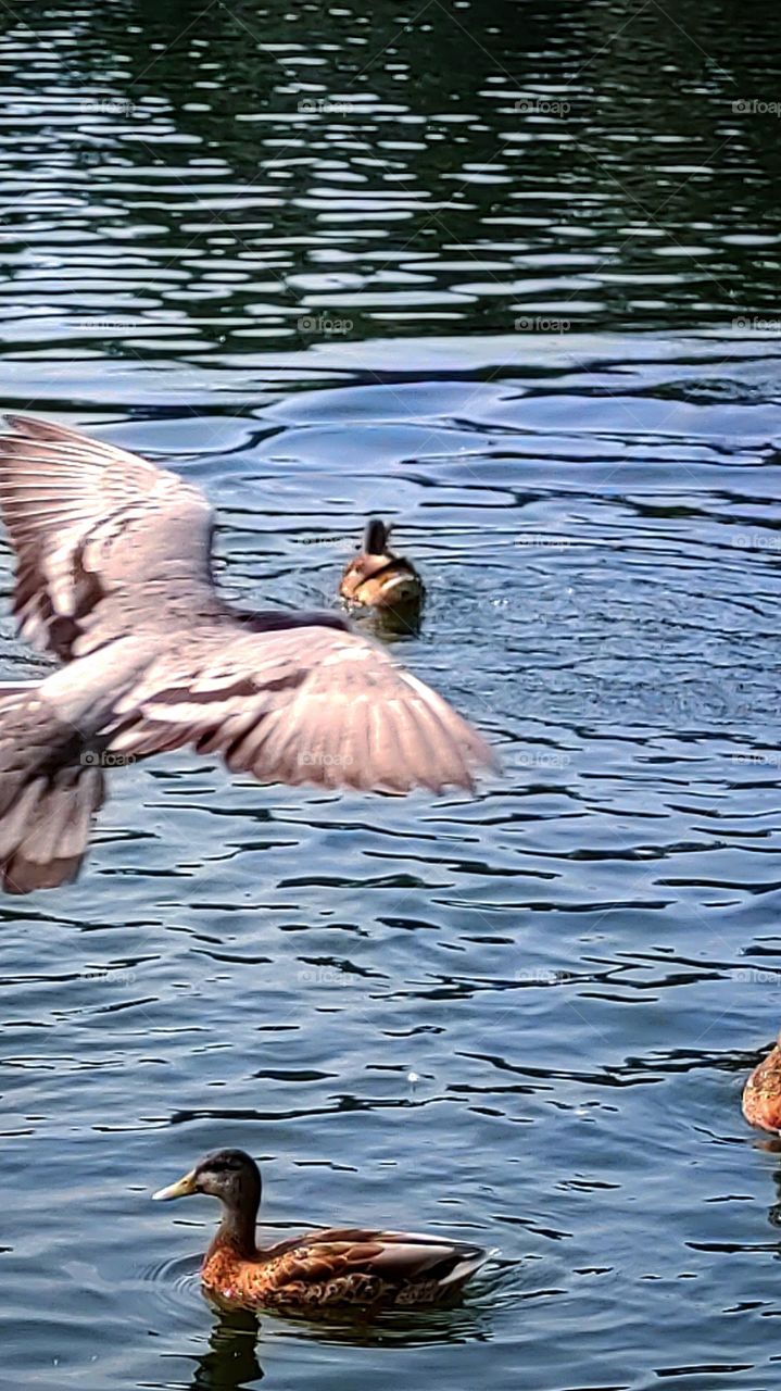 ducks swim in the water.  a dove flies over the ducks