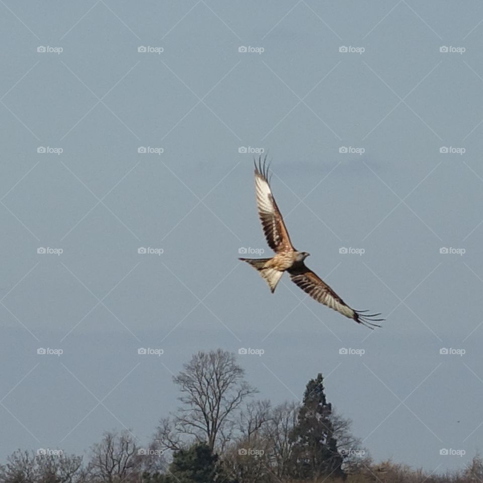 Red kite's aerobatics 