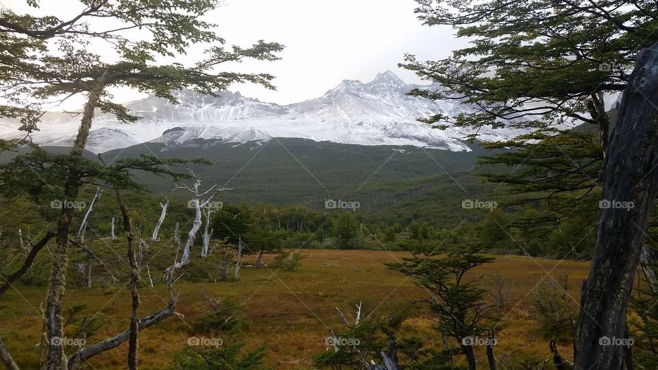 Patagonian forest