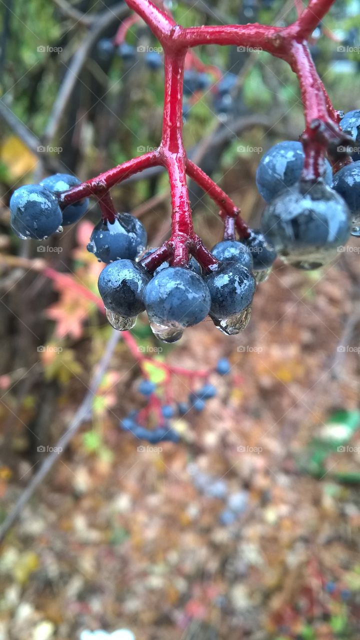 Black and Red fruits