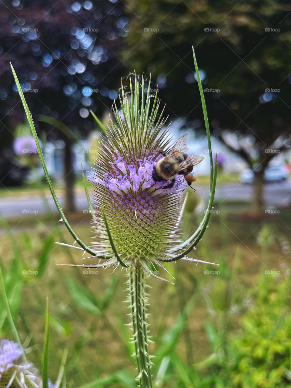 Her collecting and pollinating on a Teasel