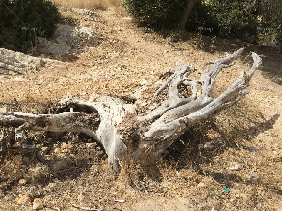 Dead tree on cliff at Illetas Beach