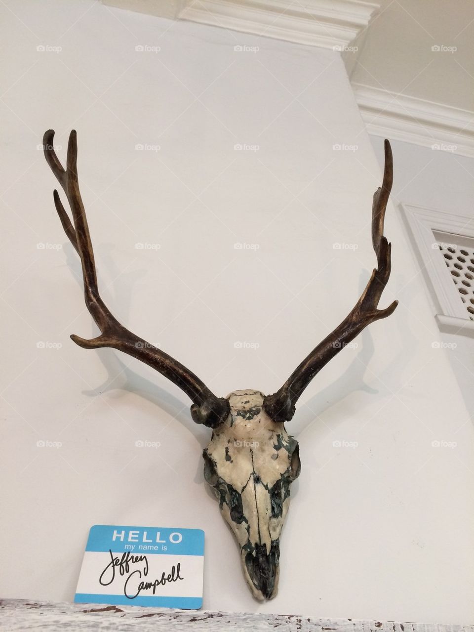 Deer skull